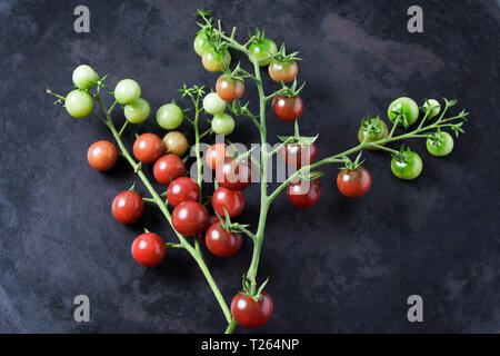 Risp tomatoes 'Black Cherry' on dark ground Stock Photo