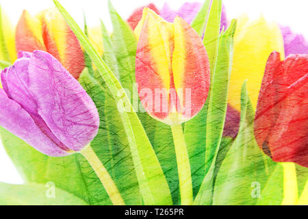 Abstract floral background - bouquet of fresh multi colored tulips flowers (mixed) Stock Photo