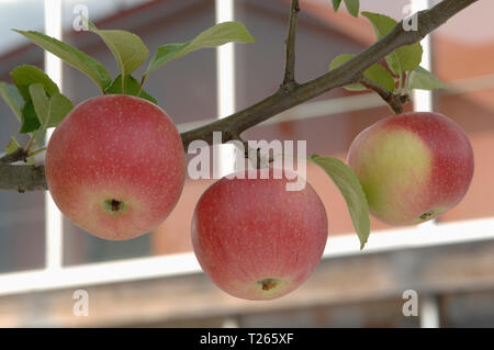 Three organic apples 'Kaiser Wilhelm' on tree Stock Photo