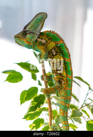 Veiled chameleon hanging in ficus tree Stock Photo