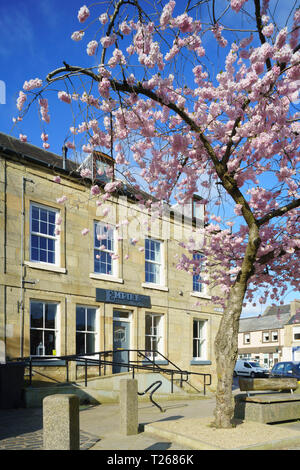Late March, Scottish Borders, UK - cherry blossom outside a haridressing salon in Simon Square, Kelso, with access ramps at entry. Stock Photo