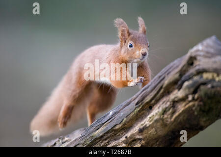 Jumping Eurasian red squirrel Stock Photo