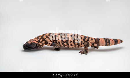 Gila Monster - Heloderma suspectum - on a White Background