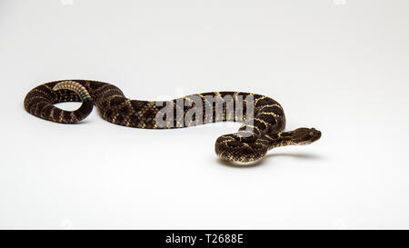 Arizona Black Rattlesnake Isolated on a White Background Stock Photo