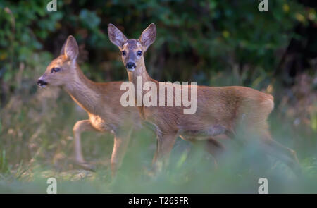 Pair of Young Roe deers funny matching together Stock Photo