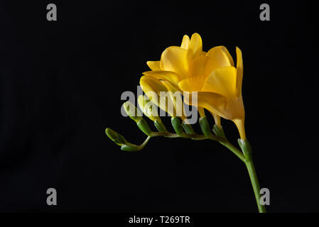 yellow freesia on black background Stock Photo