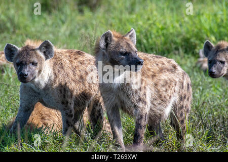 A pack of spotted hyenas (Crocuta crocuta), also known as the laughing hyena  Maasai Mara National Reserve,Kenya. Stock Photo