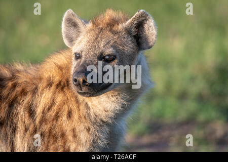 A close up of an Spotted hyena (Crocuta crocuta), also known as the laughing hyena  Maasai Mara National Reserve,Kenya, Stock Photo