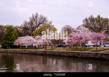 Washington, DC, USA — March 30, 2019.  Cherry Blossoms along the Tidal Basin display their pink flowers as thy approach peak bloom. Stock Photo