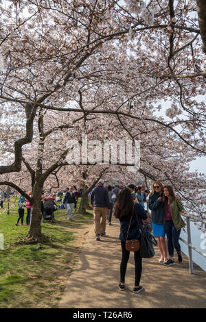Washington, DC, USA — March 30, 2019 A woman takes a photo of two friends under blooming cherry blossom trees by the Potomac. Stock Photo