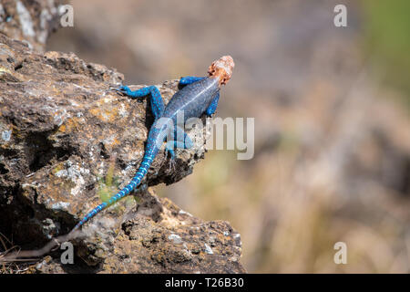 Common agama, red-headed rock agama, or rainbow agama (Agama agama)  Nakuru National Park, Kenya Stock Photo