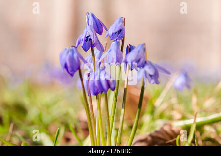 Incredibly beautiful first spring blue flowers in a natural environment close-up. Scilla In Natural Light Close-Up. Stock Photo