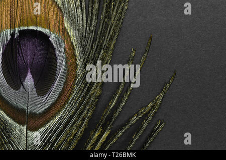 Abstract composition of golden peacock feather on black background with copy space Stock Photo