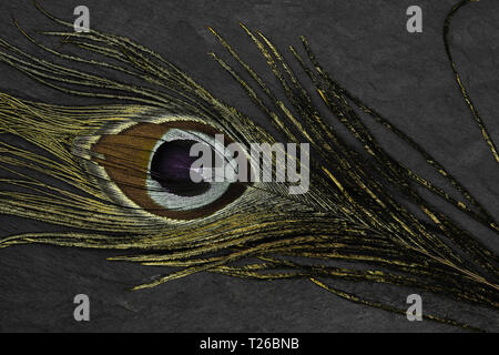 Abstract composition of golden peacock feather on black stone background Stock Photo