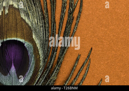 Abstract composition of golden peacock feather on brown background with copy space Stock Photo