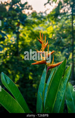 Heliconia latispatha inflorescences blooming flower in rain forest Stock Photo