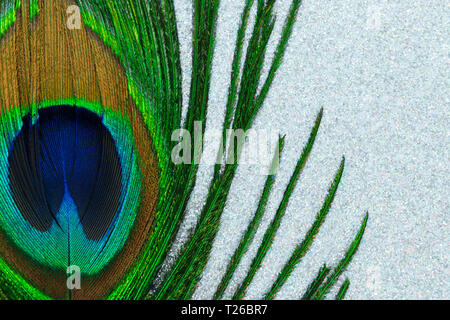 Abstract composition of peacock feather on silver shiny background with copy space Stock Photo