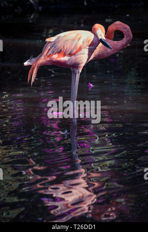A Greater Flamingo (Phoenicopterus roseus) standing in a pool and grooming itself, lit up against a dark background and reflect in the water Stock Photo