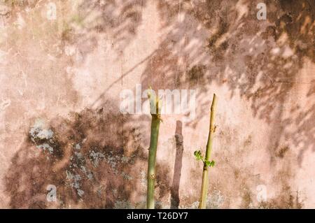 Isolated branches in front of a pink wall (Ari Atoll, Maldives) Stock Photo