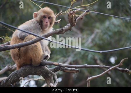 If you could cross a lion and a monkey, that's what I'd be, because monkeys are funny and lions are strong. Marlon Wayans Stock Photo