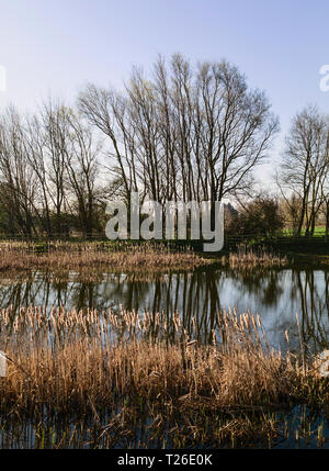 Dawn rises over a small pond flanked by trees and reeds with reflections under a bright blue sky in Beverley, Yorkshire, UK. Stock Photo