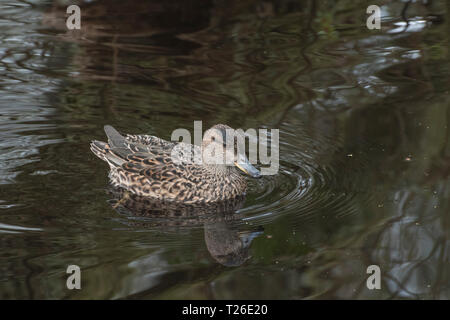 Female Common Eurasian Teal / Anas crecca paddling in water - proverbial dabbling duck, and cute member of UK wildfowl bird species. Stock Photo
