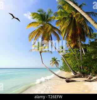 Palm beach near Pigeon Point (Tobago, West Indies) with Frigatebird Stock Photo