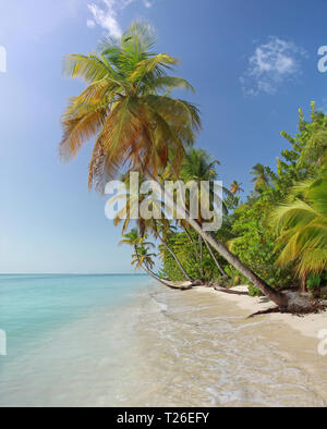 Palm beach near Pigeon Point (Tobago, West Indies) Stock Photo