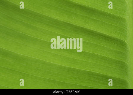 Texture on soft surface on banana Leaf as background Stock Photo