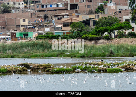 Los Pantanos de Villa Wildlife Refuge,acuatic birds,Lima,Peru.Invasion of the natural reserved zone by humans. Stock Photo