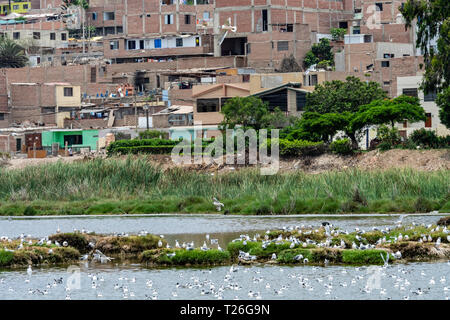 Los Pantanos de Villa Wildlife Refuge,acuatic birds,Lima,Peru.Invasion of the natural reserved zone by humans. Stock Photo