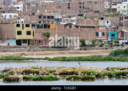 Los Pantanos de Villa Wildlife Refuge,acuatic birds,Lima,Peru.Invasion of the natural reserved zone by humans. Stock Photo