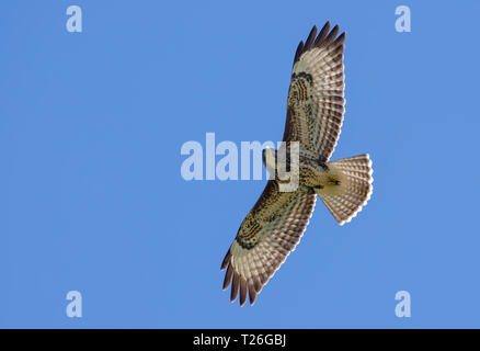 Common buzzard soaring above in blue sky Stock Photo