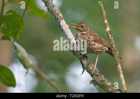 Adult Song Thrush worried near its nest Stock Photo