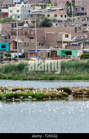 Los Pantanos de Villa Wildlife Refuge,acuatic birds,Lima,Peru.Invasion of the natural reserved zone by humans. Stock Photo