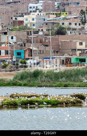 Los Pantanos de Villa Wildlife Refuge,acuatic birds,Lima,Peru.Invasion of the natural reserved zone by humans. Stock Photo