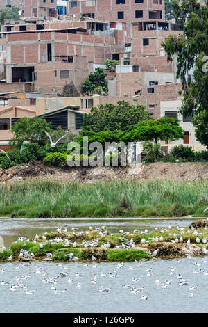 Los Pantanos de Villa Wildlife Refuge,acuatic birds,Lima,Peru.Invasion of the natural reserved zone by humans. Stock Photo