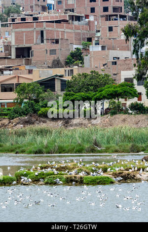 Los Pantanos de Villa Wildlife Refuge,acuatic birds,Lima,Peru.Invasion of the natural reserved zone by humans. Stock Photo