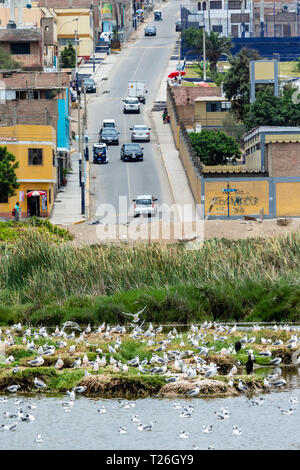 Los Pantanos de Villa Wildlife Refuge,acuatic birds,Lima,Peru.Invasion of the natural reserved zone by humans. Stock Photo