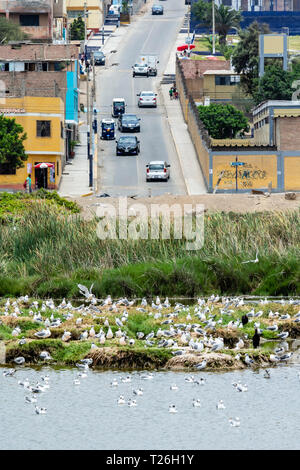 Los Pantanos de Villa Wildlife Refuge,acuatic birds,Lima,Peru.Invasion of the natural reserved zone by humans. Stock Photo