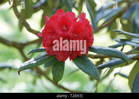 Rhododendron arboreum ssp. zeylanicum Stock Photo