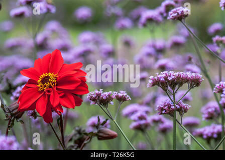 Brightly red flower head of Dahlia 'Bishop of of Llandaff' among purple Verbena bonariensis Stock Photo