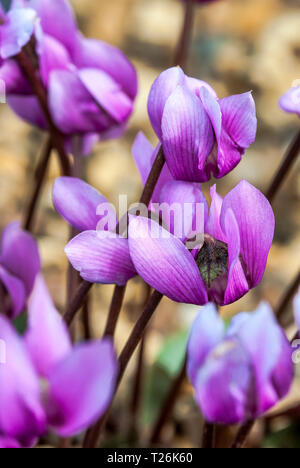 Close-up of group purple of cyclamen purpurascens Stock Photo