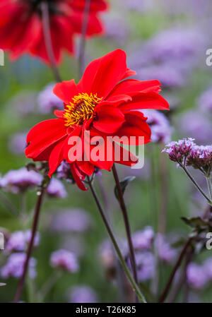 Brightly red flower head of Dahlia 'Bishop of of Llandaff' among purple Verbena bonariensis Stock Photo