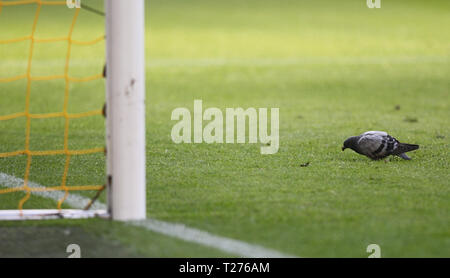 Dortmund, Germany. 30th March 2019. A pigeon is seen on the field in front of the goal post during the German first division Bundesliga football match Borussia Dortmund v VfL Wolfsburg at Signal Iduna Park ( Final score; Borussia Dortmund 2:0 VfL Wolfsburg ) Credit: SOPA Images Limited/Alamy Live News Stock Photo