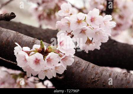 Tokyo, Japan. 30th Mar, 2019. Fully bloomed cherry blossoms are displayed at Inokashira Park in Tokyo on Saturday, March 30, 2019. Credit: Yoshio Tsunoda/AFLO/Alamy Live News Stock Photo