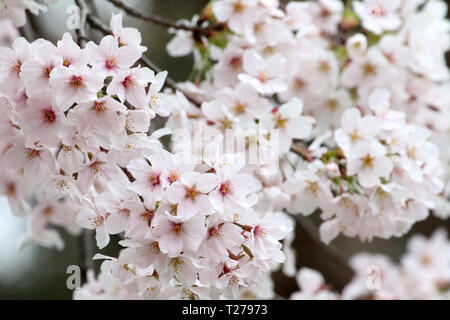 Tokyo, Japan. 30th Mar, 2019. Fully bloomed cherry blossoms are displayed at Ueno Park in Tokyo on Saturday, March 30, 2019. Credit: Yoshio Tsunoda/AFLO/Alamy Live News Stock Photo