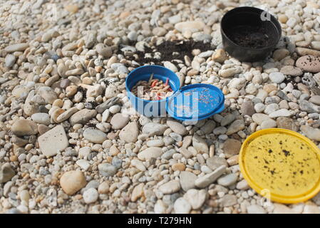 Maggots Fishing Bait in Blue Plastic Jar on Pebble Ground Stock Photo