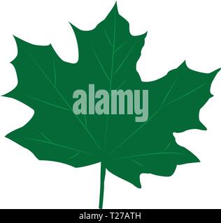 Icon white maple leave on grey plate Stock Vector Image & Art - Alamy