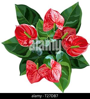 Anthurium or flamingo flowers top view vector illustration Stock Vector